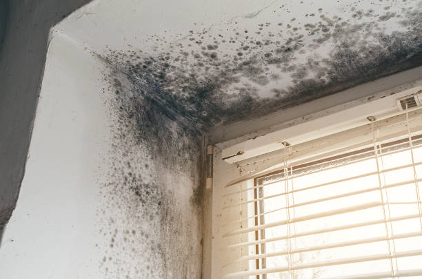 Affordable Commercial Mold Remediation solutions in Margarettsville, NC